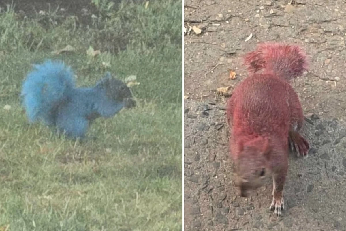 Anwohner können ihren Augen kaum glauben: Knallbunte Nager machen die Straßen unsicher