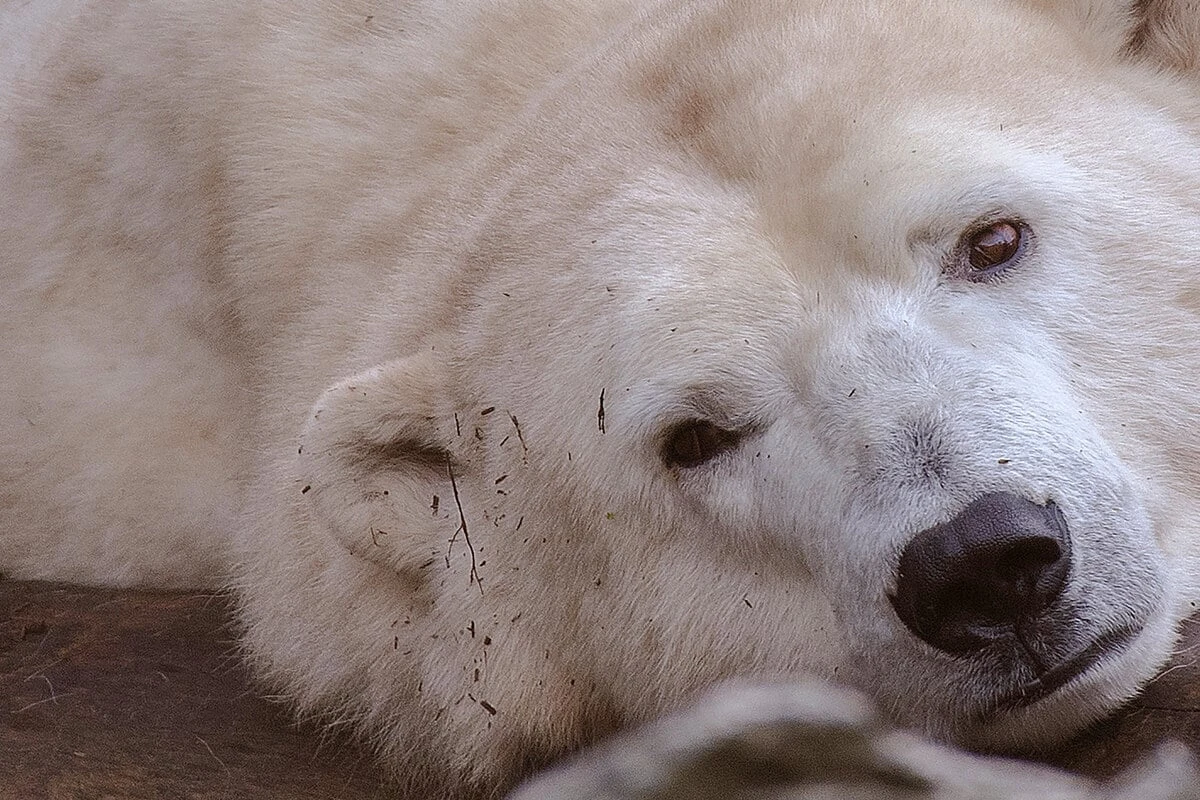 Todes-Drohung gegen Berliner Tierpark-Eisbärin Hertha: Das steckt wirklich dahinter