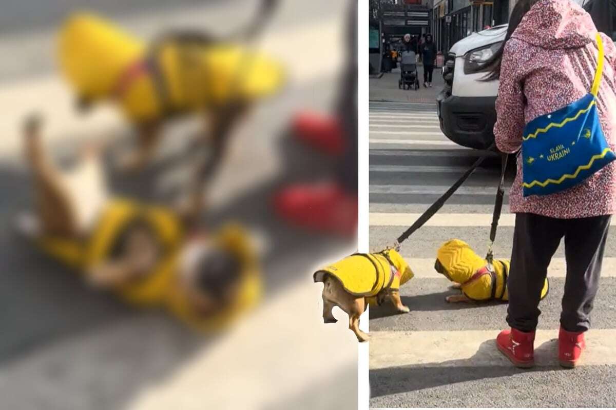 Hunde-Chaos auf der Straße: Was diese Frenchies machen, ist einfach zu komisch