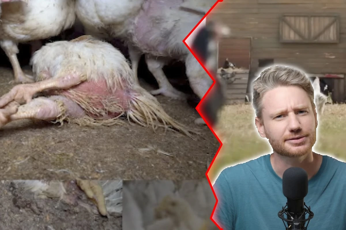 Millionenfach geklicktes Video zerreißt Edekas 