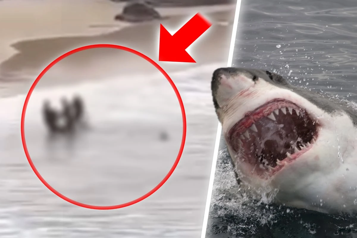 Blutiger Angriff: Teenager beim Schwimmen von Hai attackiert