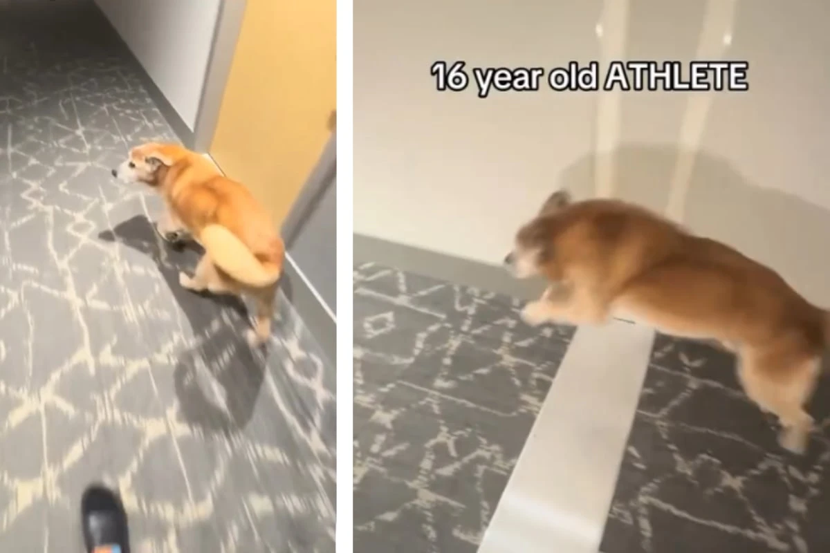 Betagter Golden Retriever hat es immer noch drauf: So erobert er alle Herzen im Sturm