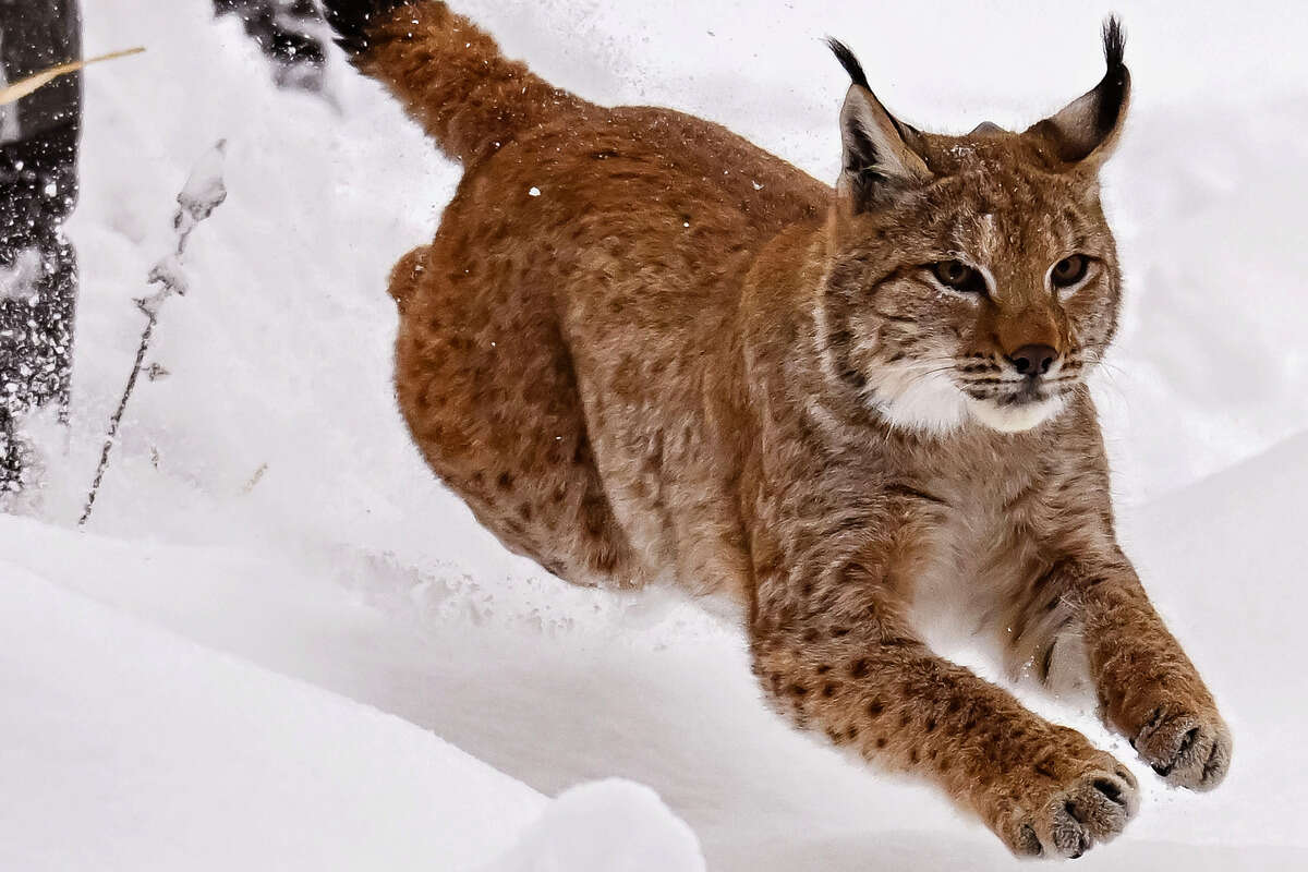 Traurige Nachrichten aus Schwarzwald: Ausgewilderte Finja ist tot!