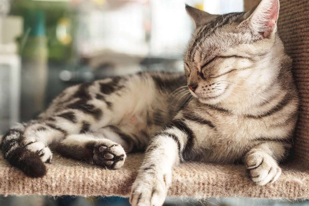 Auf dem Sofa, im Bett oder im Körbchen: Wo schlafen Katzen am liebsten?