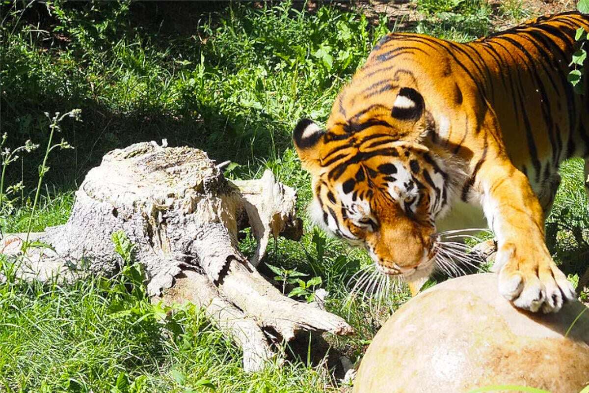 Leipziger Zoo-Tiger lässt seine Wut heraus: 