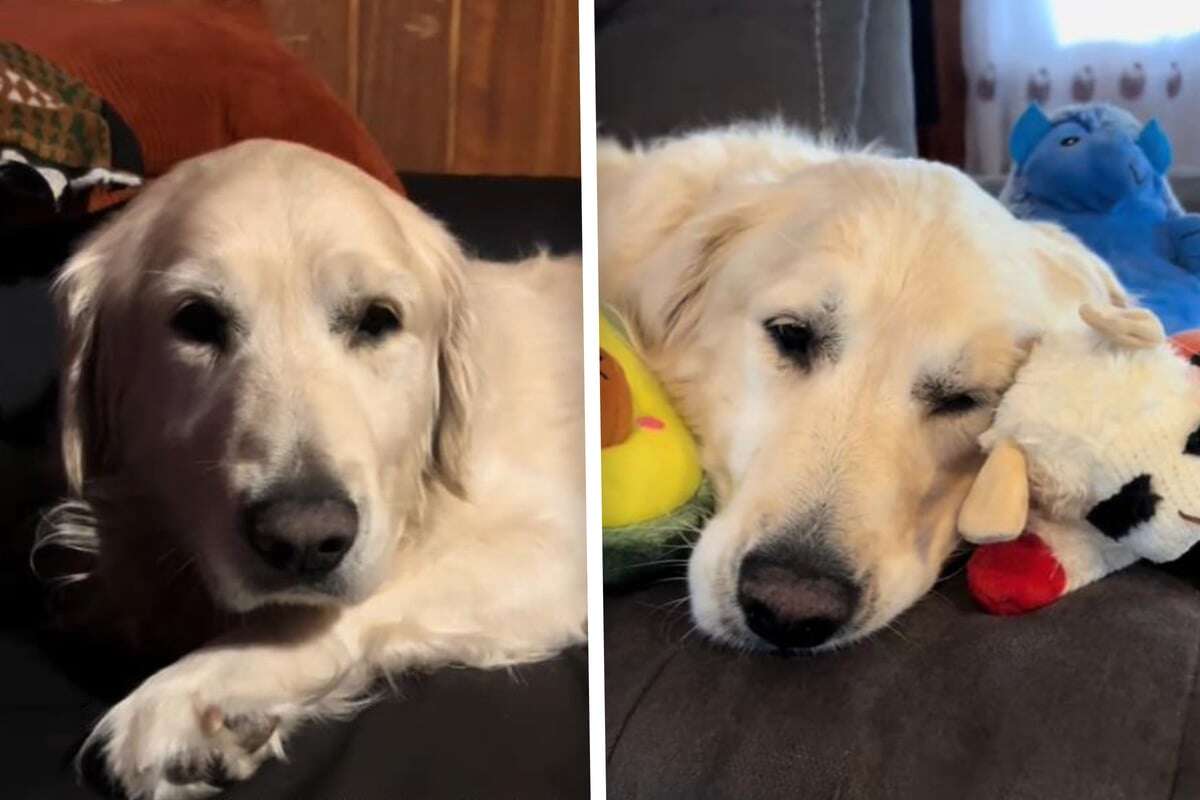 Golden Retriever lebt 9 Jahre im Stall - Was dann passiert, sorgt für Freudentränen