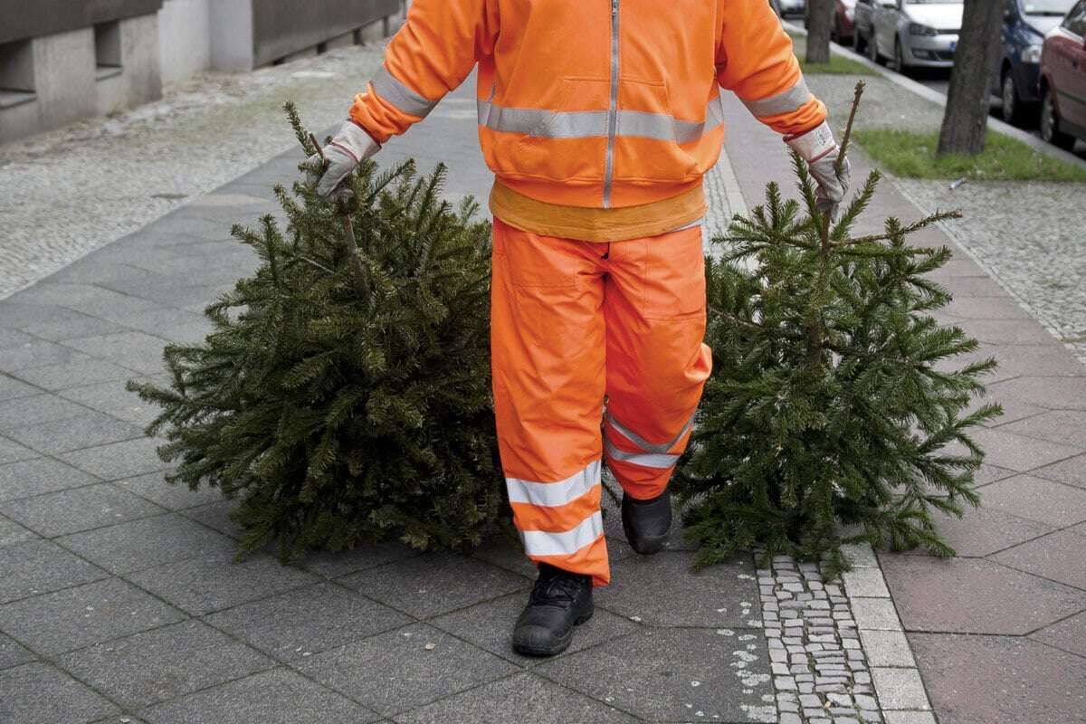 Bei falscher Entsorgung drohen Geldstrafen: Wohin mit dem Weihnachtsbaum?