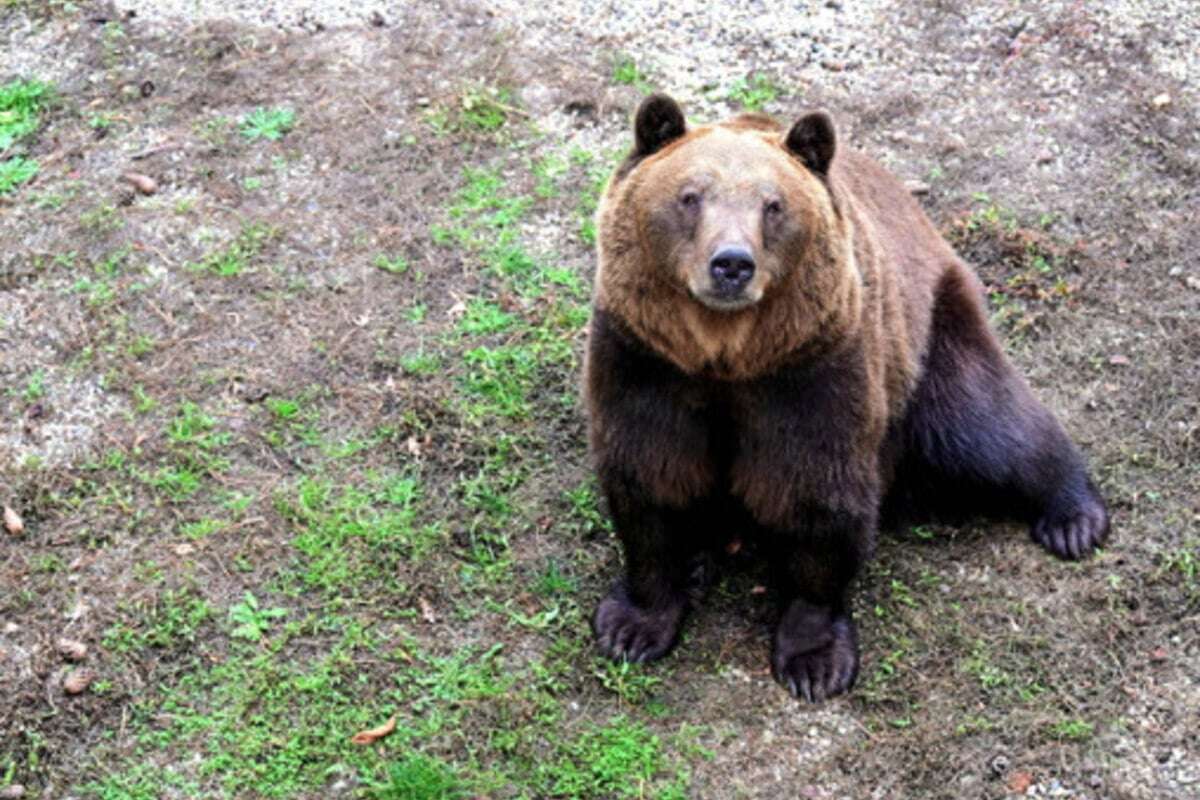 Winterruhe ja, Winterschlaf nein! Darum schalten Torgaus Bären jetzt nur einen Gang runter