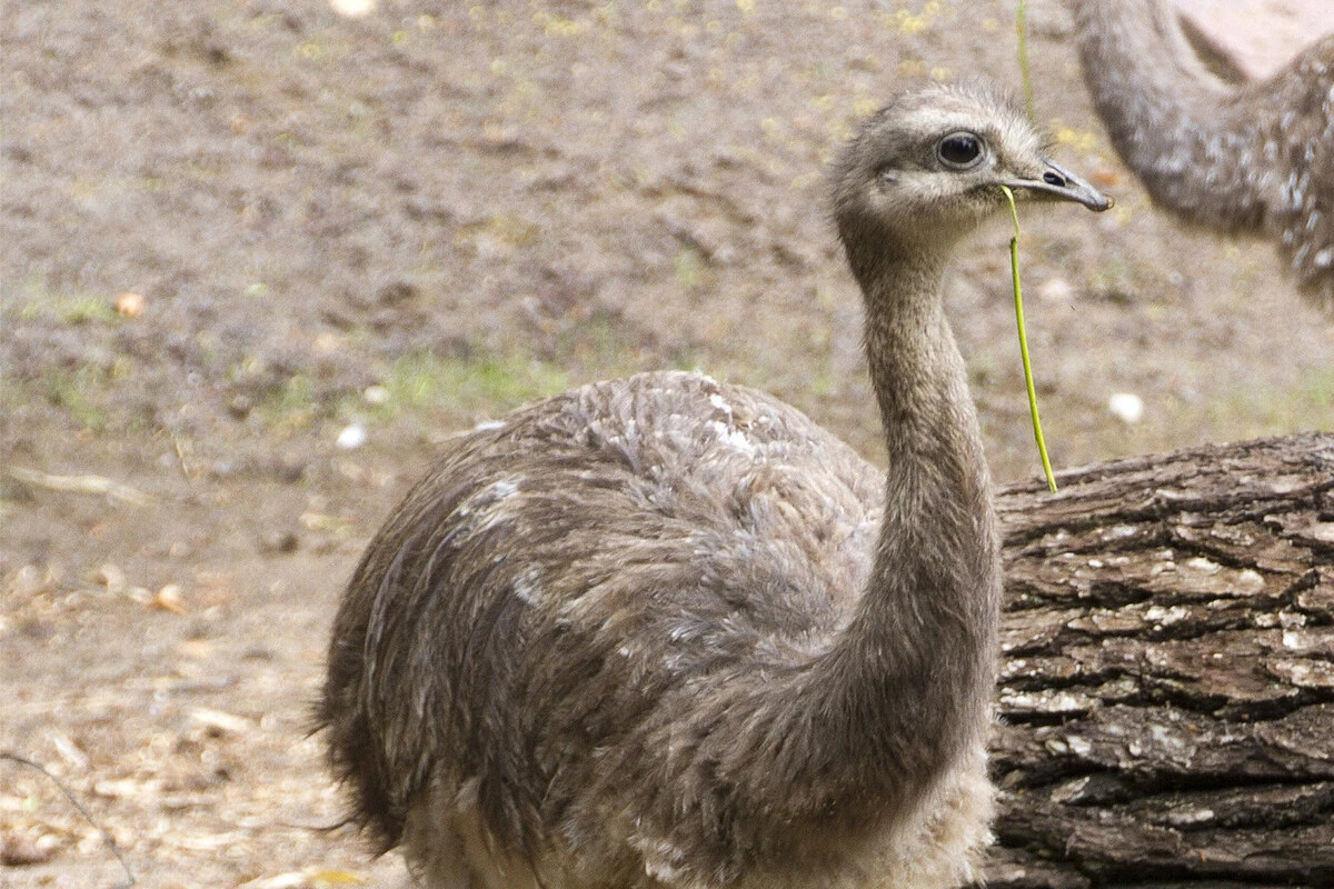 Nandu-Küken im Zoo Leipzig plötzlich Einzelkind: 