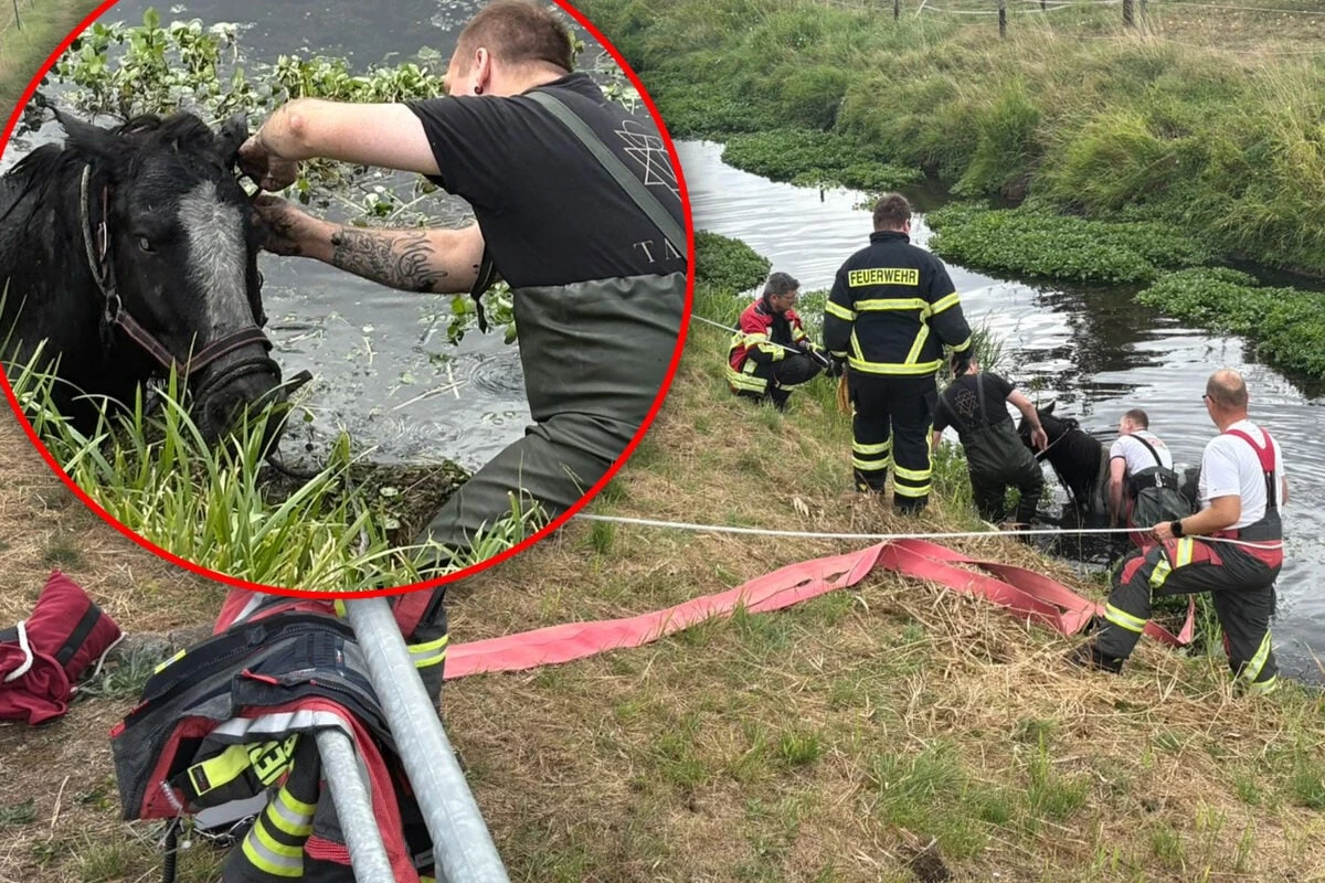Tierische Rettungsaktion: Feuerwehr zieht Pferd aus Fluss