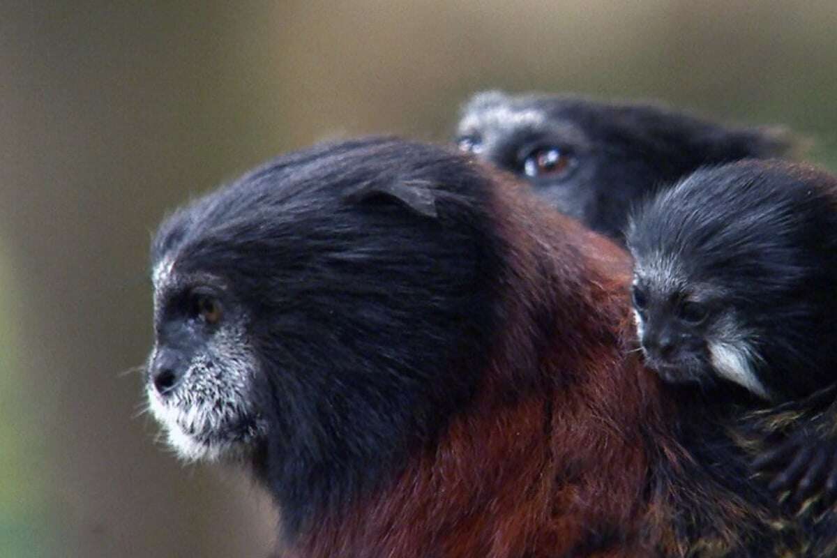 Affen-Eltern lassen Baby allein auf Insel zurück: 