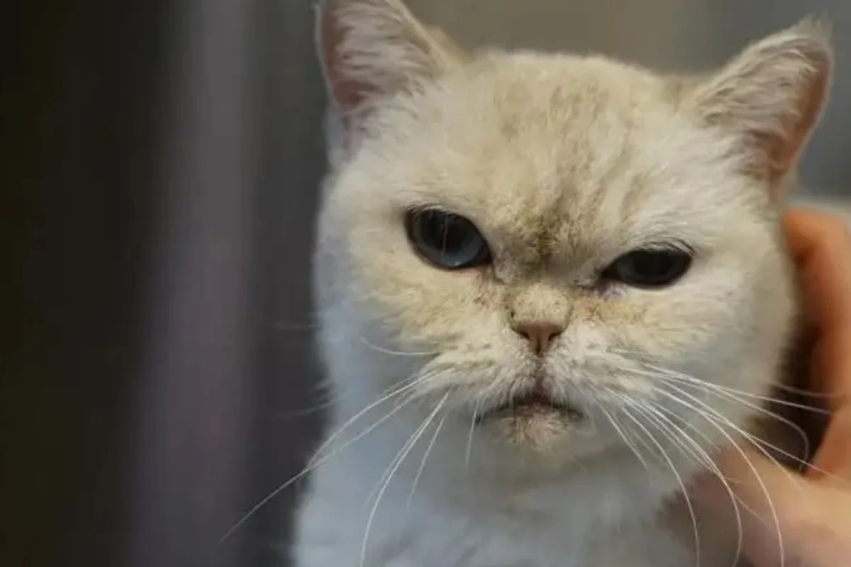 Sie will nicht im Tierheim sterben: Gibt es ein Happy End für Katze Uhu?