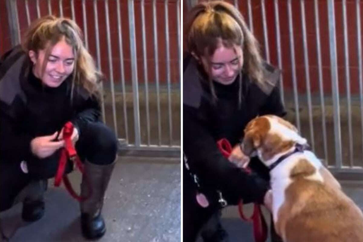 Familie gibt Hund nach vier Jahren ins Tierheim: Als Pflegerin seinen Blick sieht, bricht ihr Herz