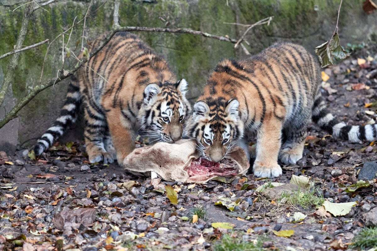 Sibirische Tiger-Dame verlässt Hagenbeck, ihre Schwester folgt bald