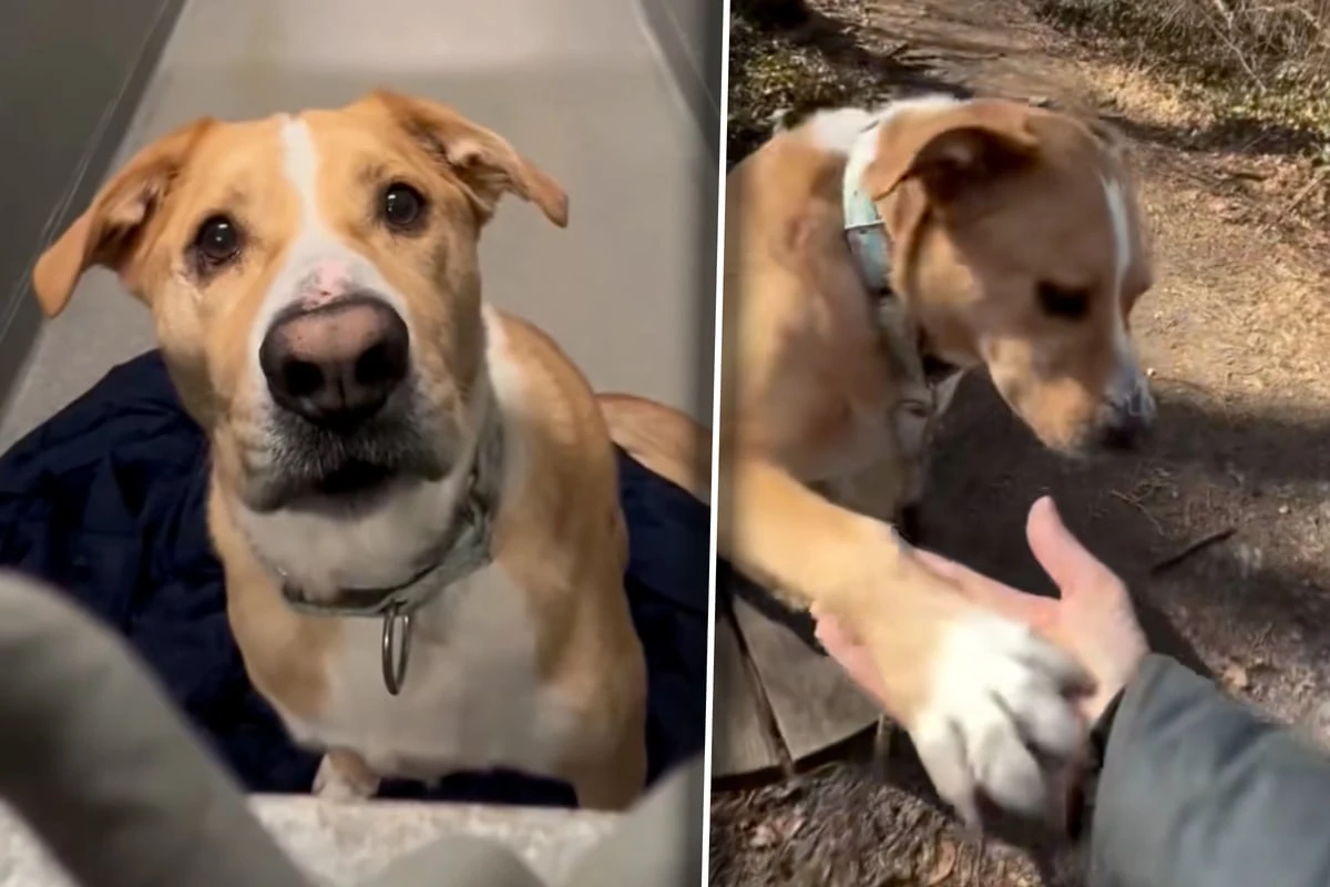 Hund wird nach gut drei Jahren vermittelt: Doch was dann passiert, bricht Pflegern das Herz