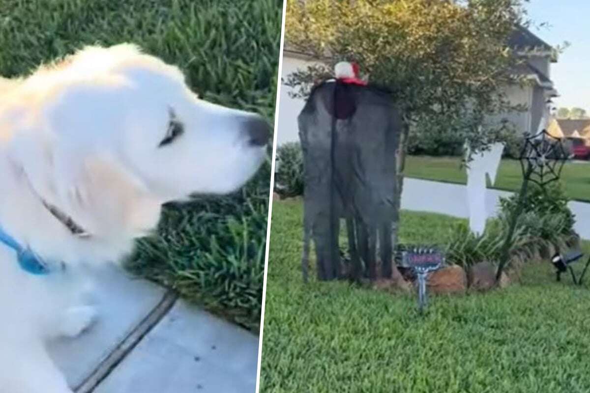 Golden Retriever sieht Halloween-Deko: Was er dann tut, amüsiert so viele