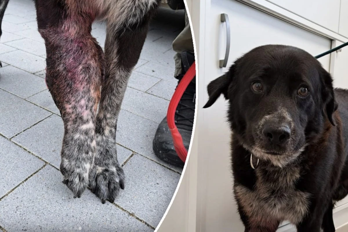 Tragisches Schicksal: Besitzerin lässt Hund mit riesigem Tumor nicht behandeln