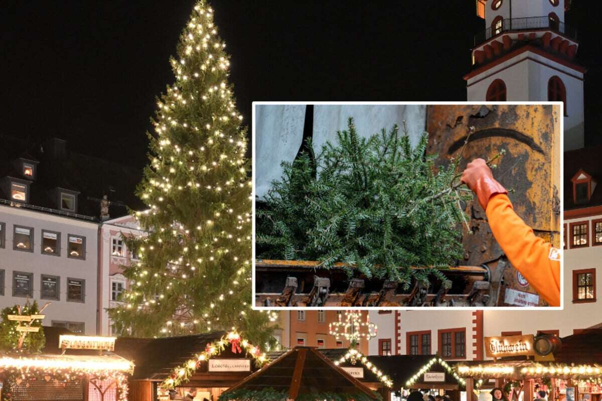 Die Weihnachtszeit ist vorbei: Das müsst Ihr bei der Entsorgung Eurer Tanne beachten