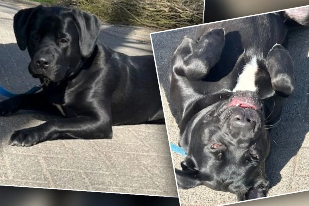 Hund wird mit nur 10 Monaten im Tierheim abgegeben: Bei Bommel wurde viel falsch gemacht