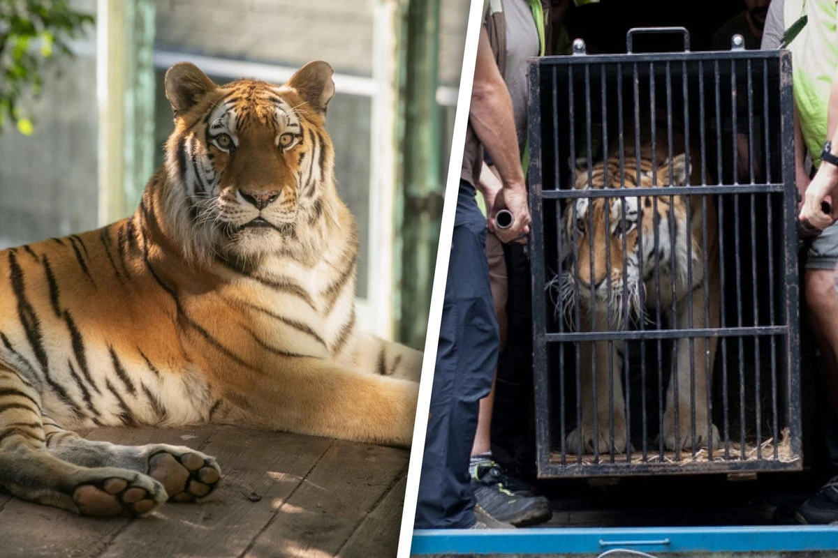 Zurückgelassen und halb verhungert: Doch Tiger Tajmir bekam eine zweite Chance
