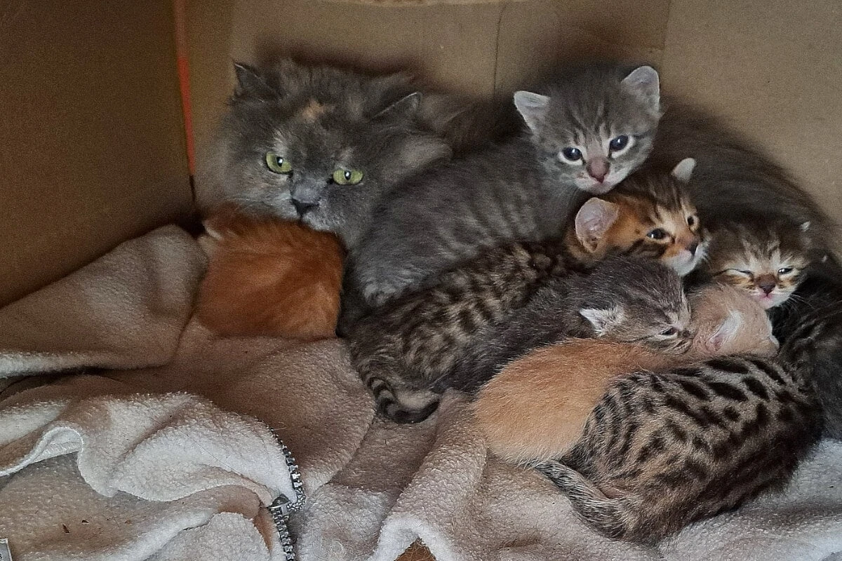 Drama im Villenviertel: 30 Katzen müssen in Horror-Hütte hausen