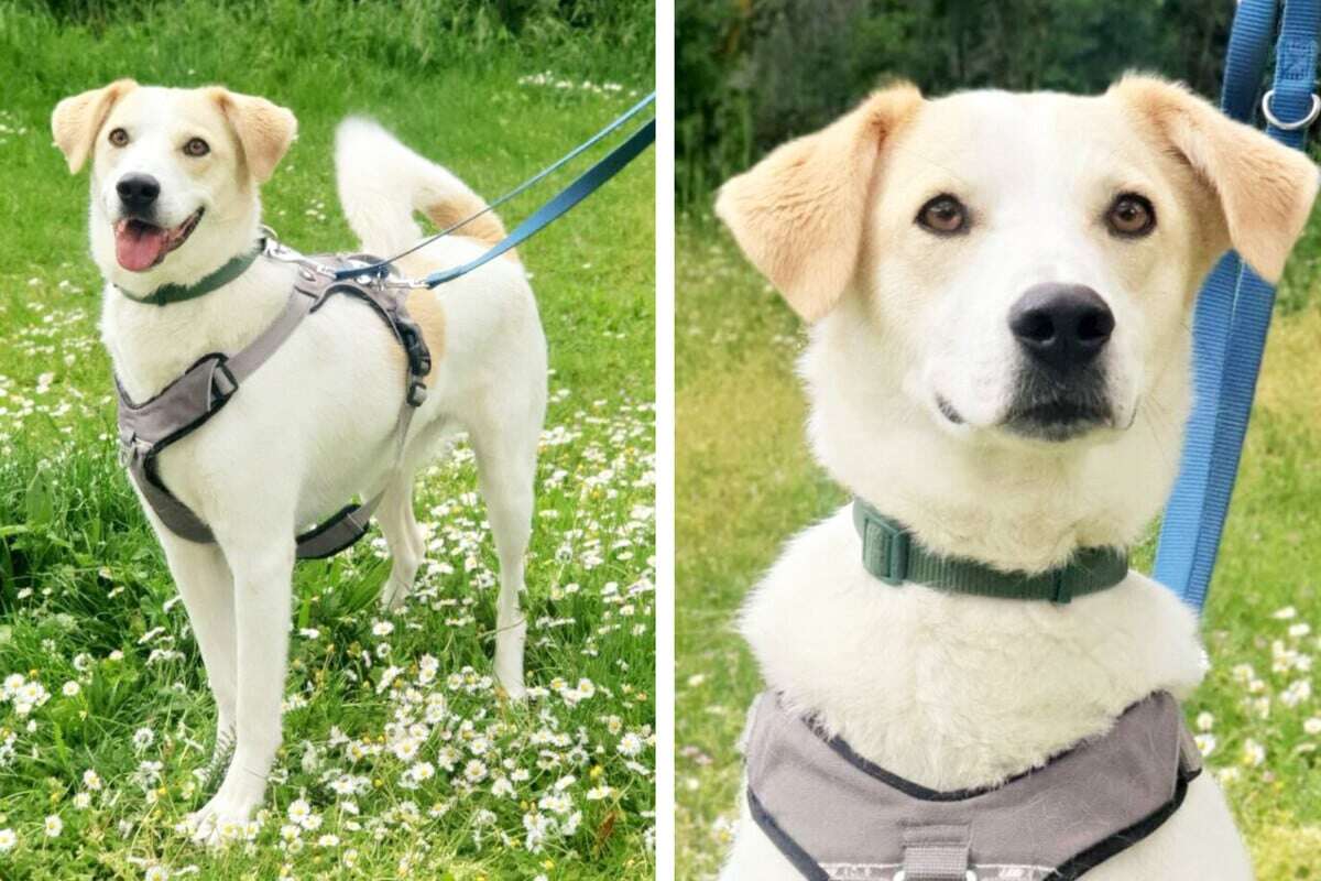 Kaos sucht Ordnung: Wer gibt dem früheren Straßenhund sein Vertrauen zurück?