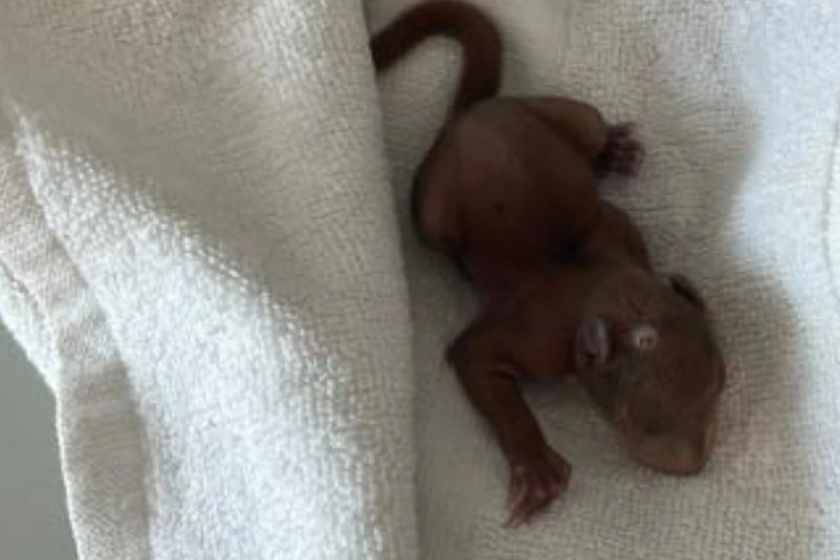 Tierischer Notfall im Wald: Vater und Kinder werden zu Rettern