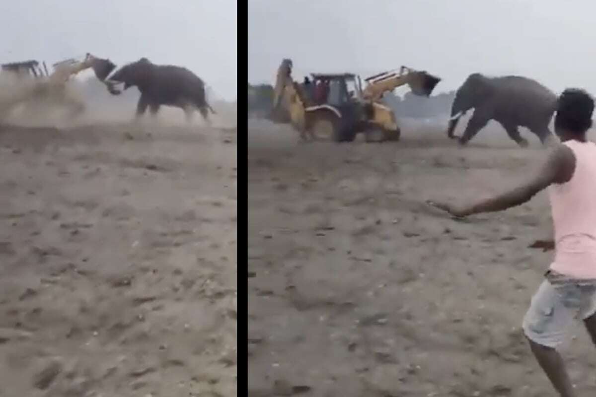 Verstörendes Video: Hier kämpft ein Bagger gegen einen Elefanten!