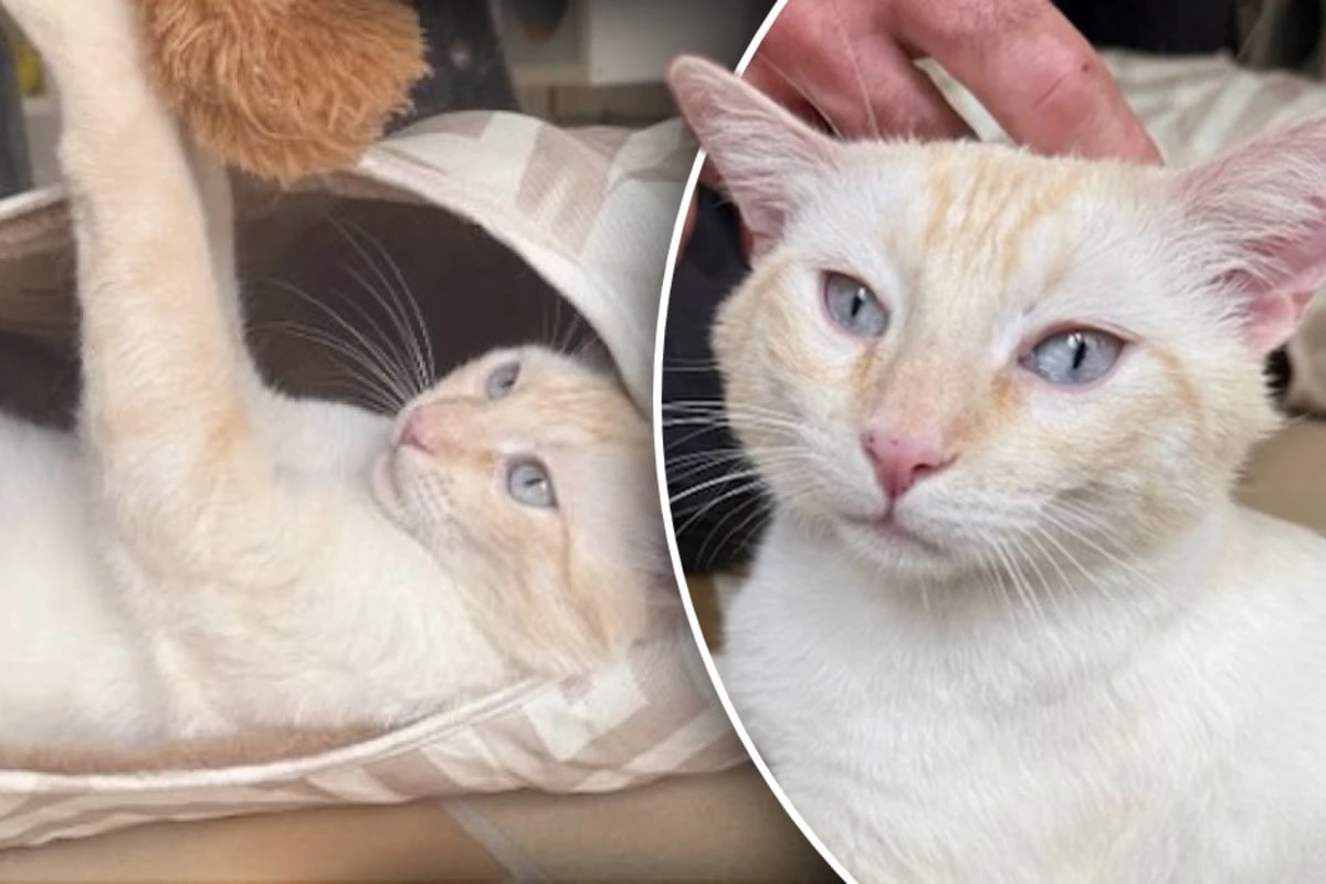 Bildschöner Kater sucht neues Zuhause: Doch Interessenten sollten eines wissen