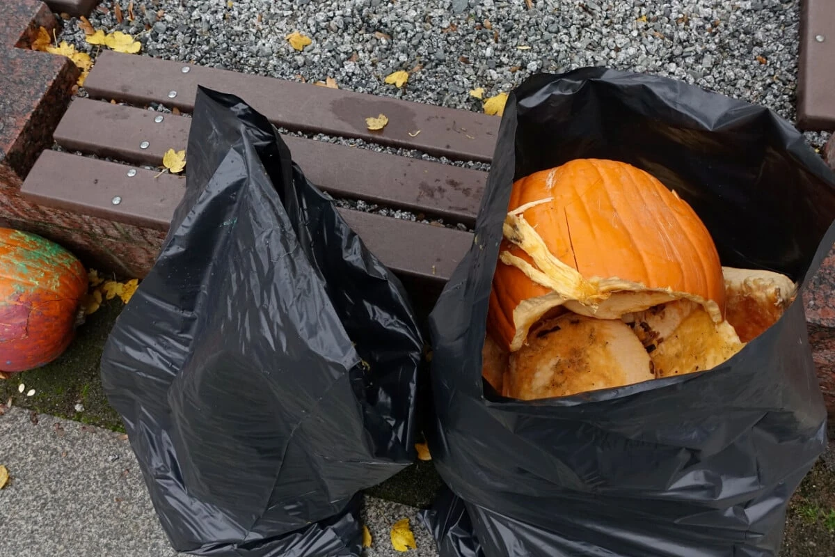 Enttäuschung statt leuchtender Kinderaugen: Vandalen schänden Kürbis-Kunstwerk