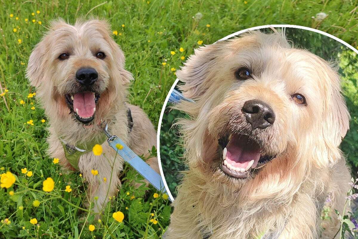 Fröhlicher Hund hofft auf Happy End: Bekommt er eine zweite Chance?