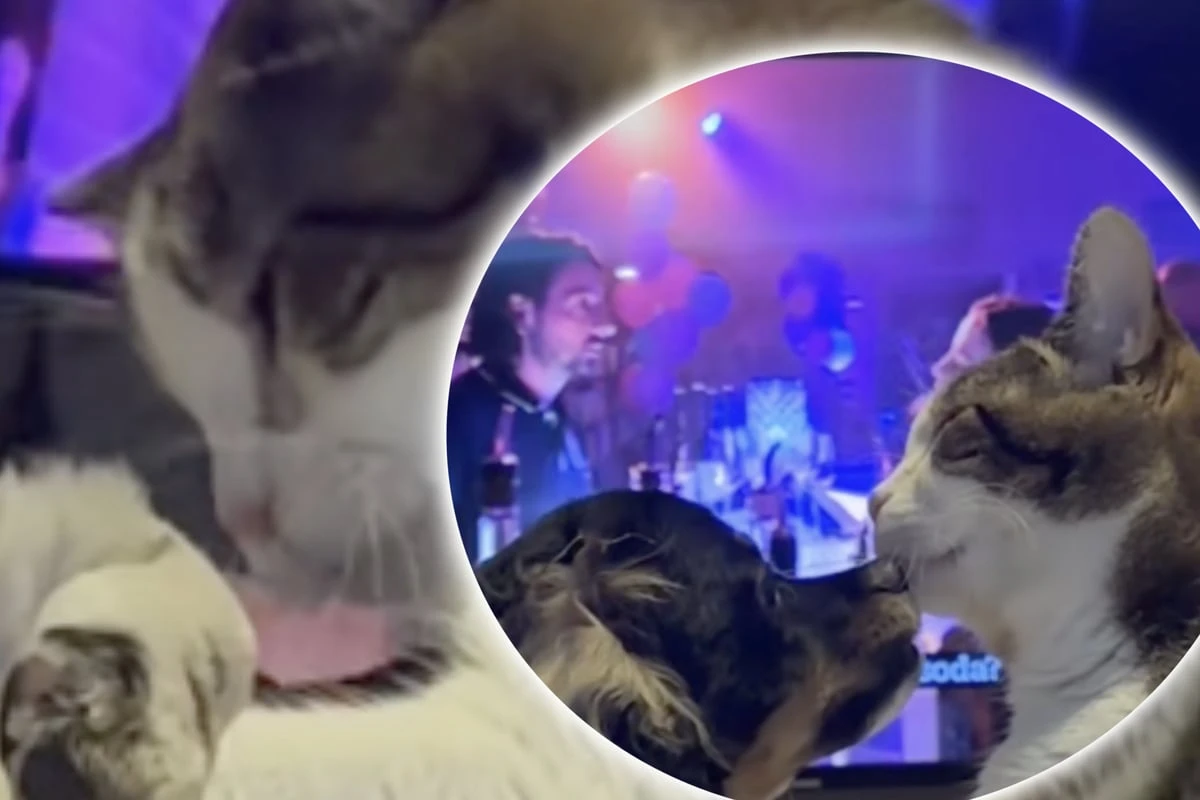 Blinde Katze denkt, Hundewelpe sei ihr Baby