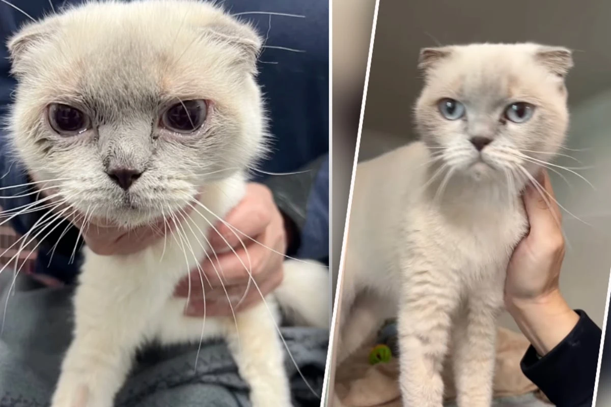 Gezüchtet, um dem Menschen zu gefallen: Doch Katze Emma leidet jeden einzelnen Tag
