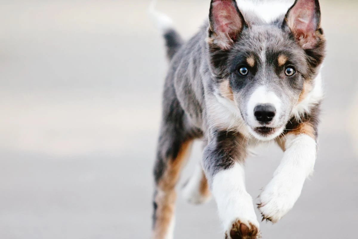 Frei laufender Collie auf der A66: Polizei sperrt Autobahn