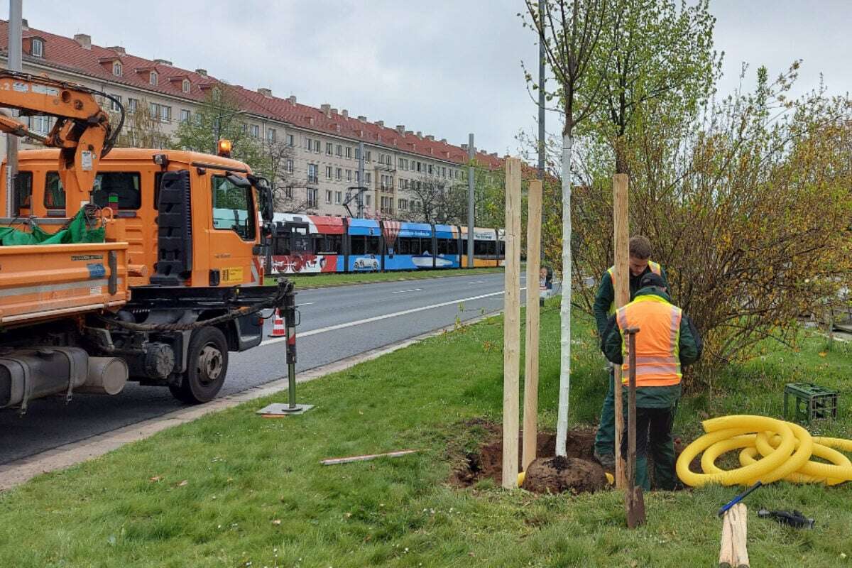 Neue Bäume kosten Geld! Da läppert sich einiges zusammen