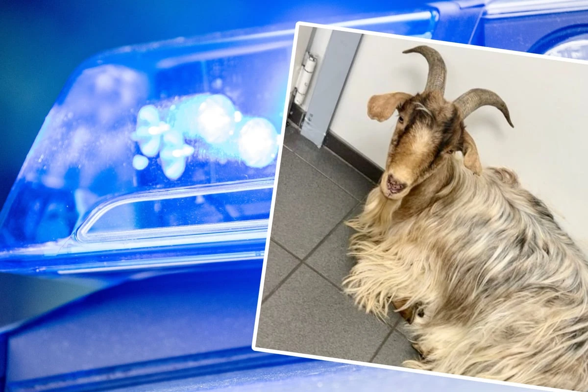Tierischer Polizeieinsatz: Entlaufener Ziegenbock macht es sich in Tankstelle gemütlich