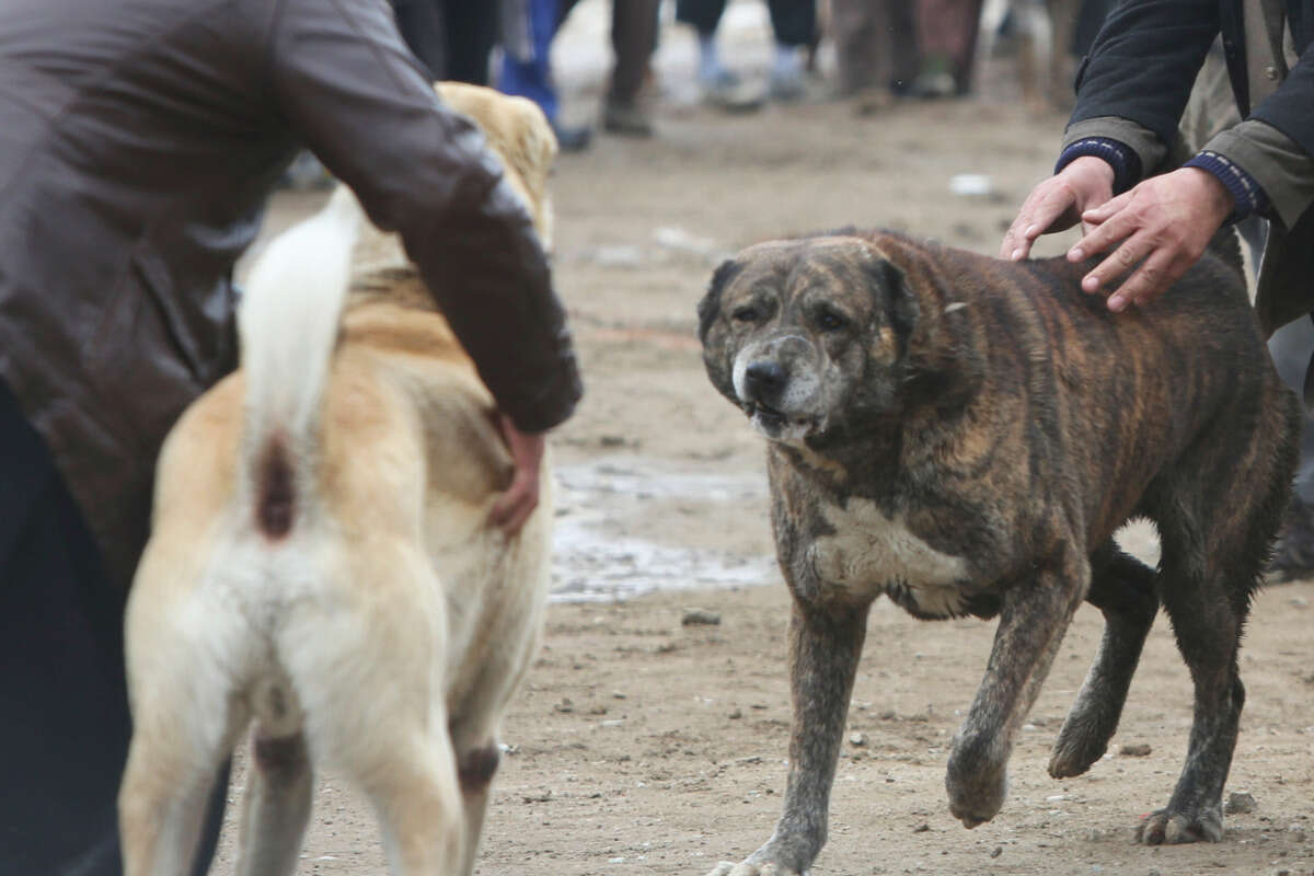 Streit zwischen Hundehaltern eskaliert: Das war der banale Auslöser