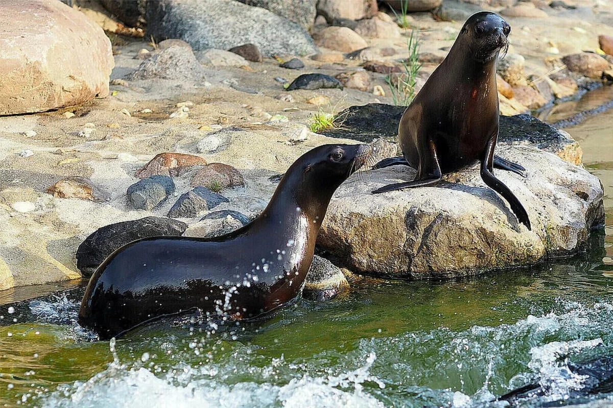 Robben-Party im Leipziger Zoo: Darum müssen die Tiere selbst an ihrem Geburtstag hart trainieren