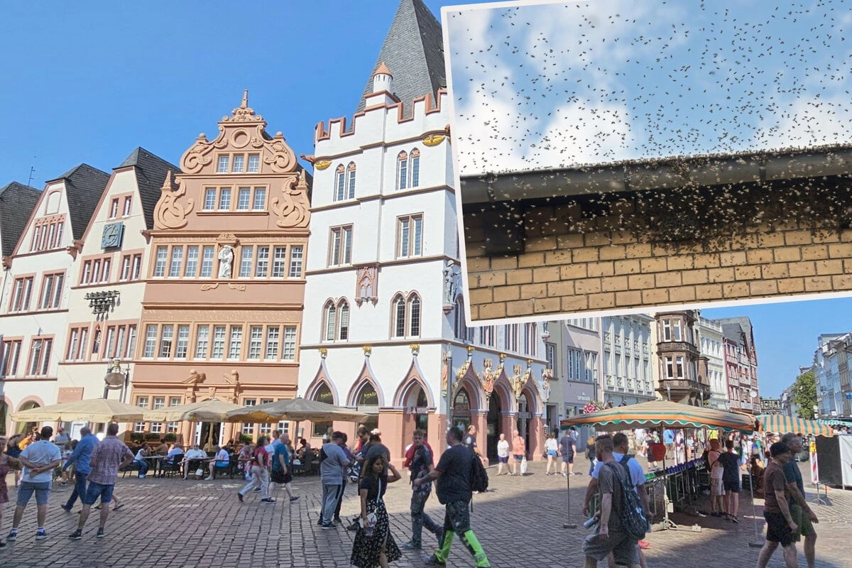Aufregung am Feiertag: Asiatische Hornissen auf dem Markplatz?