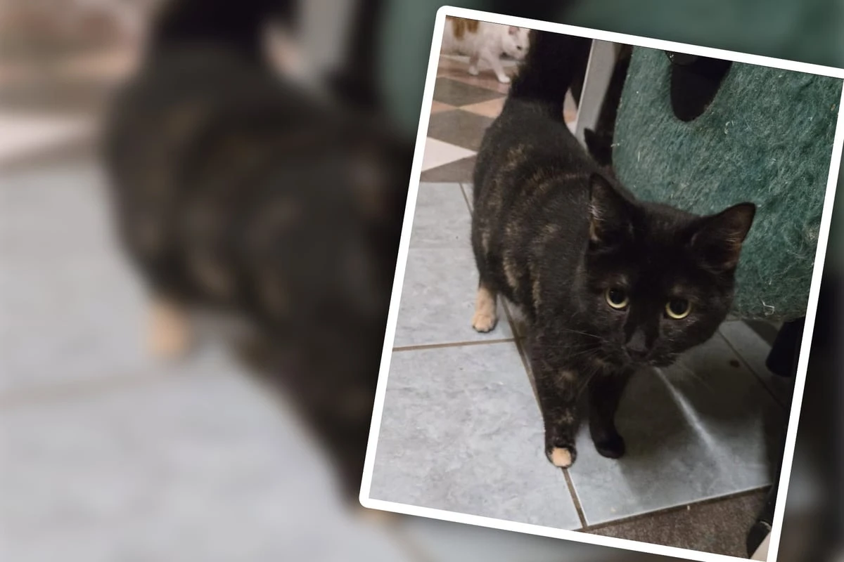Trotz Handicap voller Lebensfreude: Wackel-Katze Angie sucht eine neue Bleibe