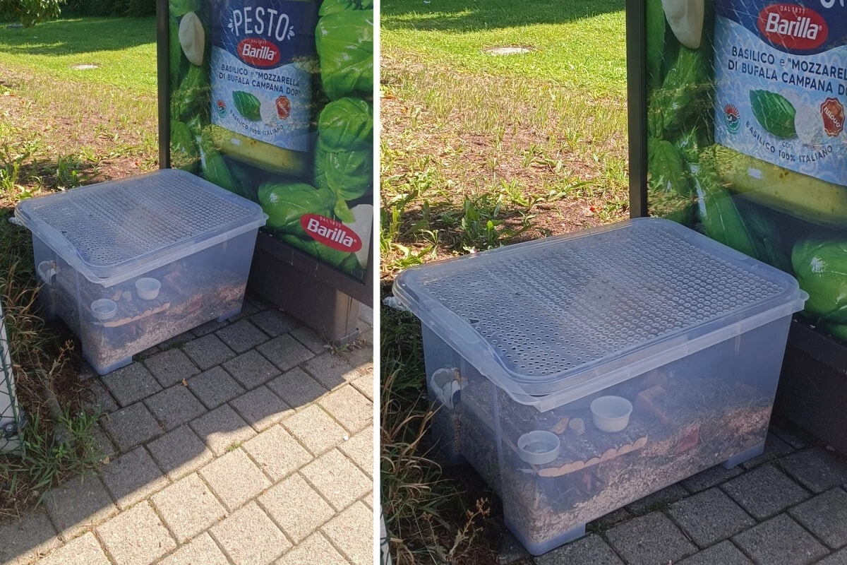 In erbärmlichen Zustand an Bushaltestelle ausgesetzt: Polizei sucht Hamster-Schänder