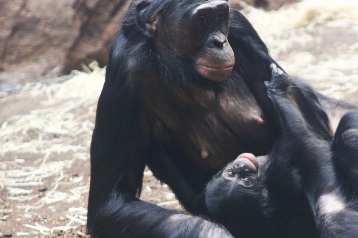 Baby-Nachwuchs bei den Bonobos im Frankfurter Zoo