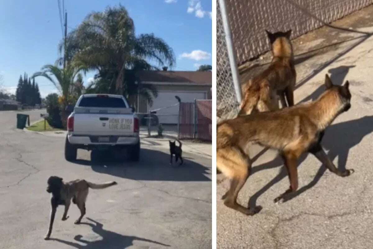 Abgemagerte Hunde auf Straße ausgesetzt, Video geht viral: 