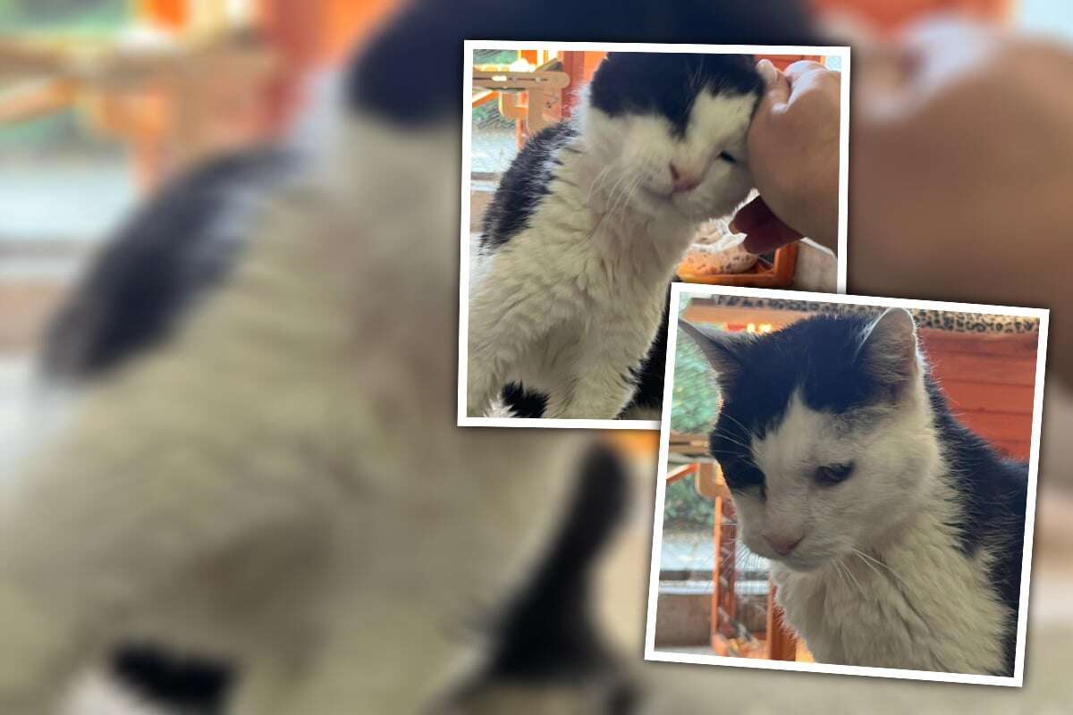 Schmuse-Opi sucht Seniorenresidenz: Wo kann Kater Walter (15) seinen Lebensabend verbringen?