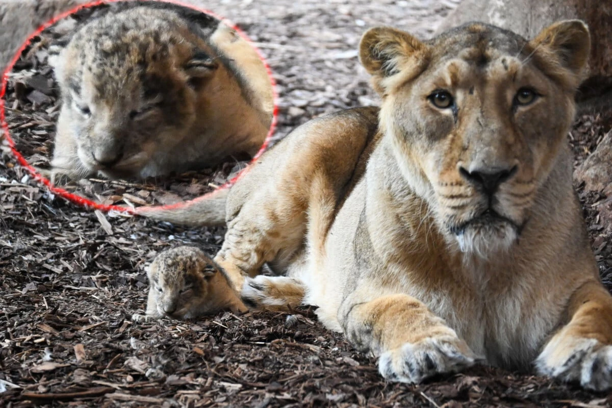 Nachwuchs im Zoo: Löwin 