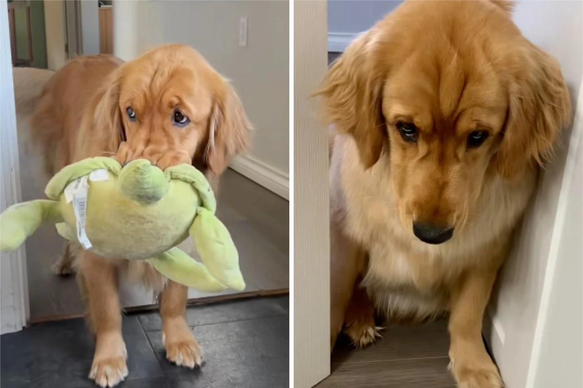 Golden Retriever ist immer traurig: Was seine Besitzer dann tun, ändert alles