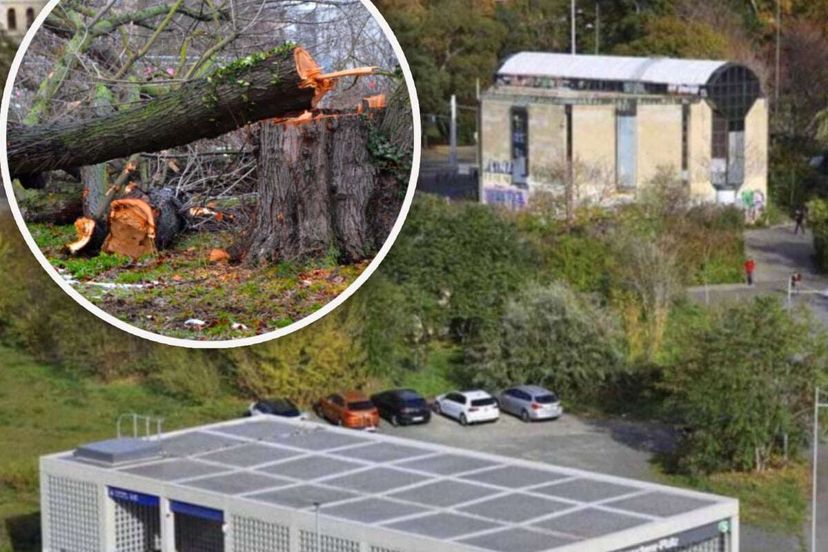 700 Quadratmeter Sträucher und Bäume entfernt: Wilhelm-Leuschner-Platz wandelt sich