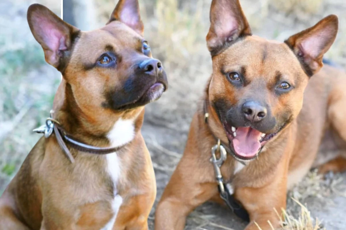 Französische Bulldogge und Australian Shepherd bekommen Pacco, der ein Problem hat