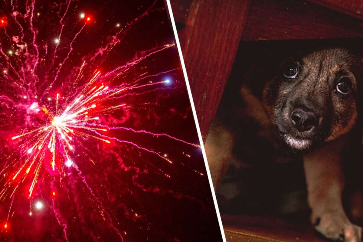 Kölner Tierheim mit Silvester-Ansage an Hundebesitzer: 