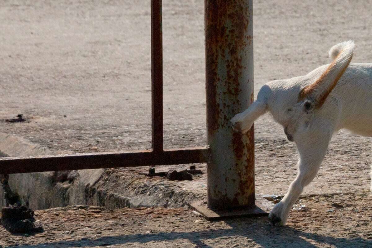 Hund pinkelt an Laterne und fällt tot um: Sämtliche Leuchten sofort vom Netz genommen!